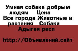 Умная собака добрым людям. › Цена ­ 100 - Все города Животные и растения » Собаки   . Адыгея респ.